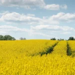 Perpetual Next zet in op bio-energie