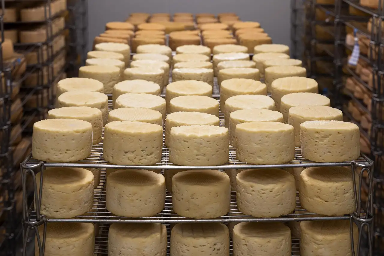 Hoe wordt melk verwerkt tot kaas