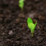De opkomst van verticale landbouw in voedselproductie