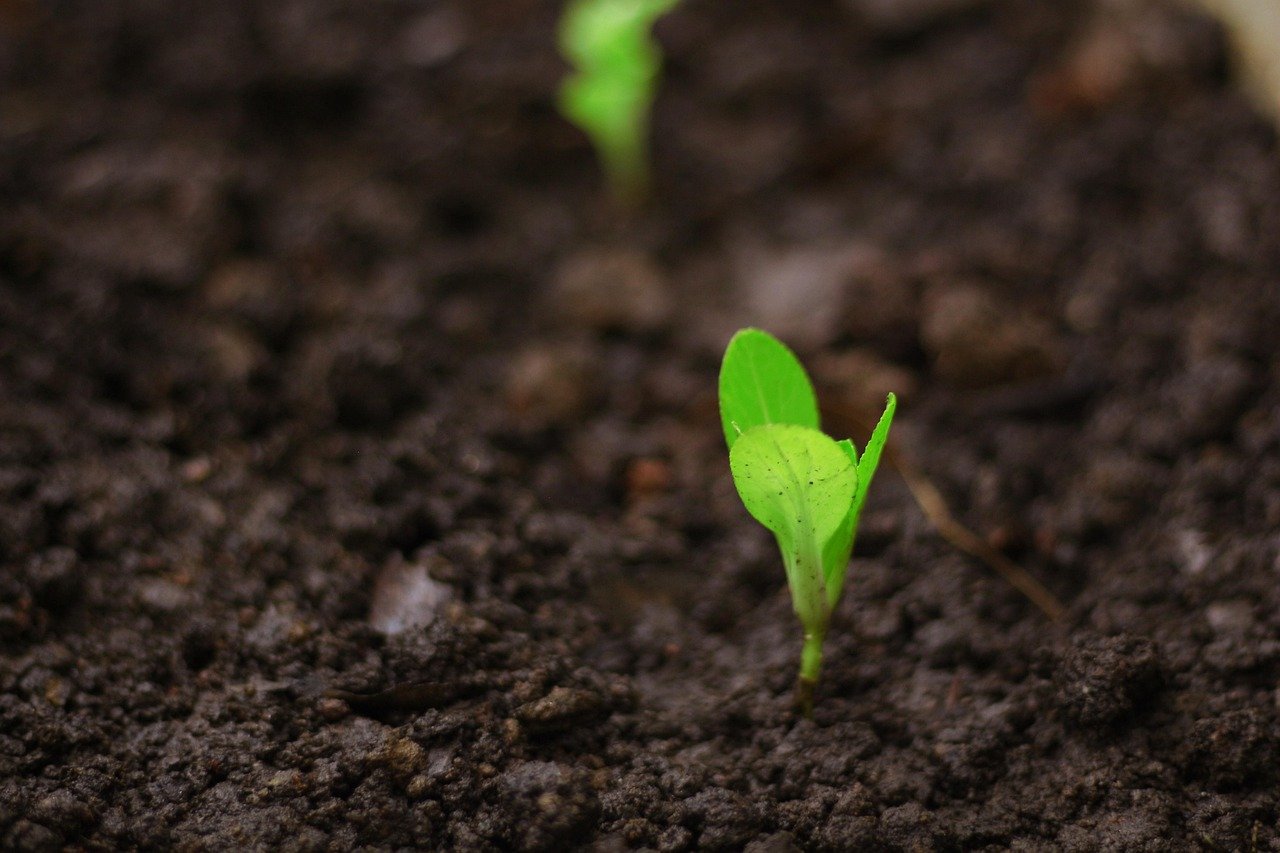 De opkomst van verticale landbouw in voedselproductie