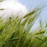 Hoe wordt groene waterstof opgeslagen en vervoerd