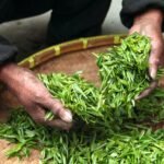 Duurzame theeproductie in China, Japan en Taiwan